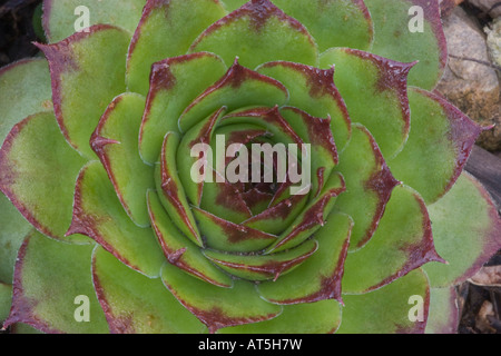 Primo piano della rosetta sempervivum Foto Stock