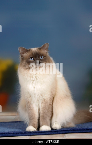 Gatto sacri di birmania tomcat punto blu Foto Stock