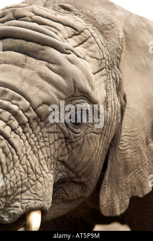 Baby Knysna Elephant closeup Foto Stock