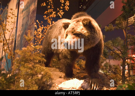 L'orso grizzly presentano è un evidenziare al centro storico di Buffalo Bill Whitney Museum di Arte Occidentale di Cody, WY. Foto Stock