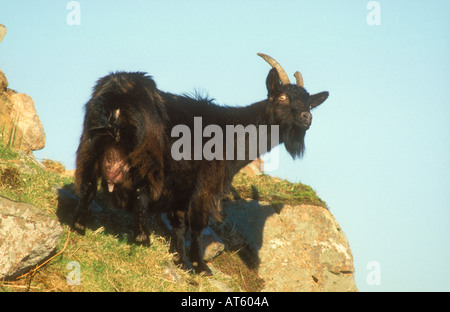 Capra selvatica sul lato montagna Foto Stock