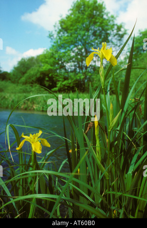 Chiudere fino a wild iris gialla tipicamente crescente sulla banca del fiume Foto Stock