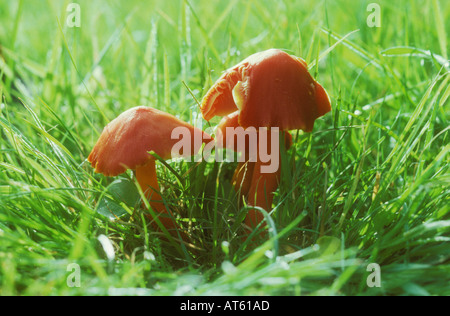 Rosso brillante funghi in erba Foto Stock