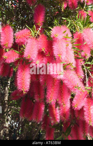 Perth Rosa scovolino da bottiglia in piena fioritura Foto Stock