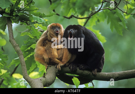 Nero scimmia urlatrice (Alouatta caraya). Famiglia con giovane seduto su un ramo mentre urlando Foto Stock