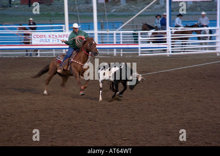 Un cowboy funi un vitello durante un concorso a Cody Night Rodeo in Cody, WY. Foto Stock