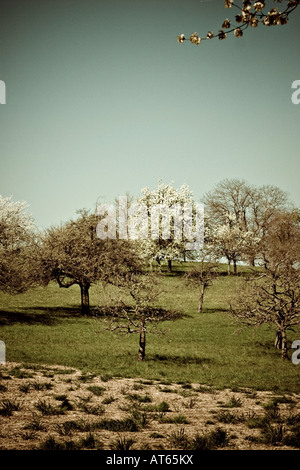 Germania, Bilfingen, alberi da frutto in fiore Foto Stock