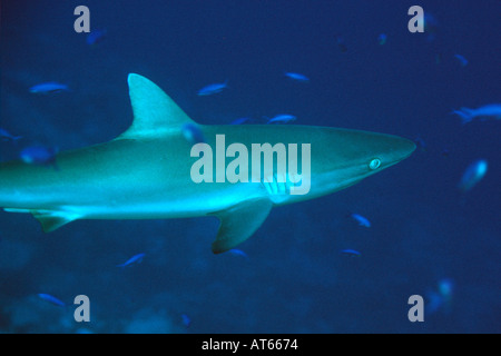 Grey Reef shark nuota nella scuola di pesce Carcharhinus amblyrhinchos Ailinginae Isole Marshall del Pacifico del Nord Foto Stock