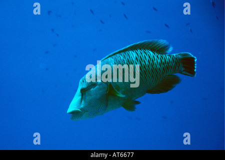 Un pesce napoleone i capretti Cheilinus undulatus Ailinginae Isole Marshall del Pacifico del Nord Foto Stock