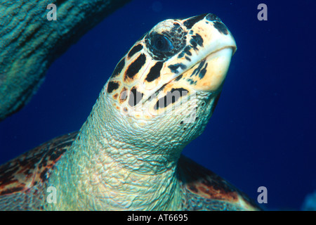 Tartaruga embricata in appoggio sulla testa di reef dettaglio Eretmochelys imbricata Rongelap Isole Marshall del Pacifico del Nord Foto Stock