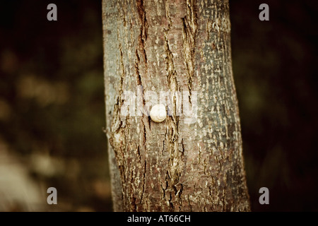 Una lumaca su un tronco di albero, close-up Foto Stock