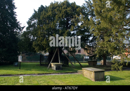 Uno dei più antichi alberi di tasso a Overton in Santa Maria Vergine Chiesa, ripetutamente una delle sette meraviglie del Galles Foto Stock