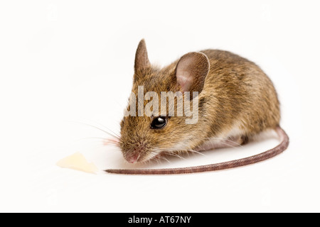 Apodemus sylvaticus, legno mouse, Long-tailed il mouse sul campo Foto Stock