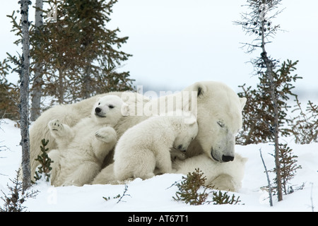 Orso polare (Ursus maritimus, Thalarctos maritimus). Madre e i suoi due cuccioli riposano in tundra. Baia di Hudson, Manitoba, Canada Foto Stock