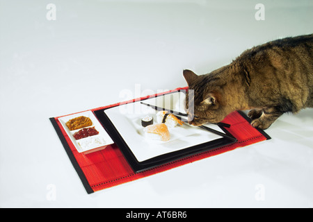 Il gatto domestico . Tabby adulto mangiare sushi Foto Stock