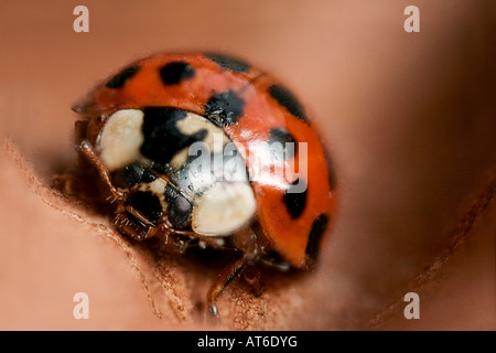 Macro di un Arlecchino Ladybird (Harmonia axyridis) camminando su una foglia di autunno Foto Stock