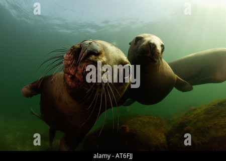 Nx0387-D. Steller leoni marini, Eumetopias jubatus. La British Columbia, Canada, Oceano Pacifico. Foto Copyright Brandon Cole Foto Stock