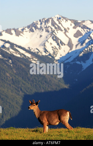 Mule Deer sul prato / Odocoileus hemionus Foto Stock