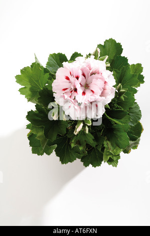 Geranio, (Pelargonium), close-up Foto Stock