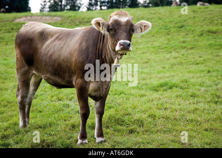 In Germania, in Baviera, vitello in un campo Foto Stock