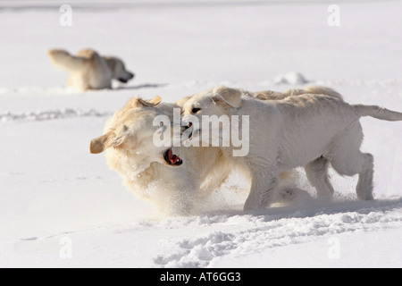 Due Golden Retriever - giocare nella neve Foto Stock