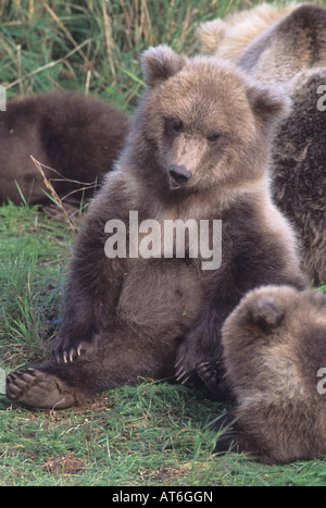 Stock Foto di due cuccioli di orso seduti insieme, Katmai National Park. Foto Stock