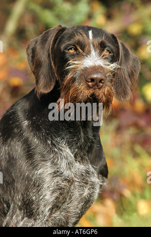 Puntatore con capelli rossi tedesco. Ritratto di cane adulto Foto Stock