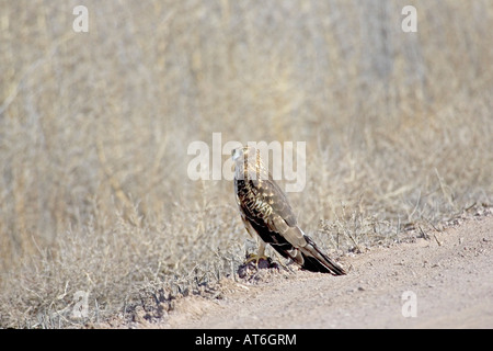 Albanella reale o Northern harrier Circus cyaneus femmina Bosque del Apache National Wildlife Refuge Nuovo Messico USA Foto Stock