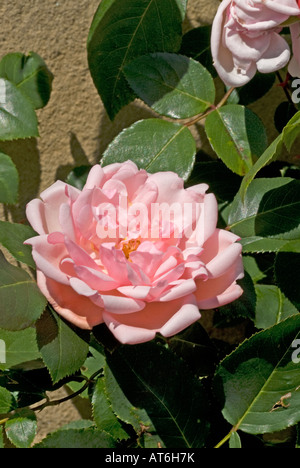 Le rose nel giardino di casa Mellerstain Scottish Borders Foto Stock