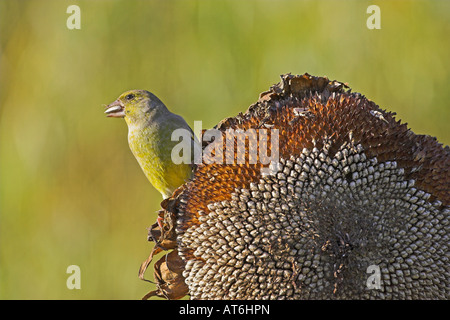 Unione verdone Carduelis chloris sui semi di girasole testa nel giardino Ringwood Hampshire Inghilterra Foto Stock