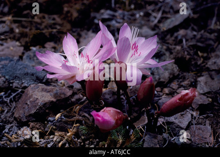 Bitterroot (Lewisia rediviva) - nord americano fiori selvatici / fiori selvatici che fiorisce in primavera, Okanagan, British Columbia, Canada Foto Stock