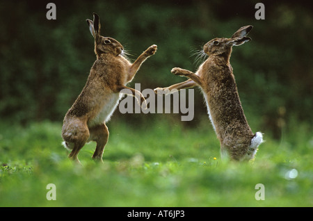 Lepre marrone europeo (Lepus europaeus). Due maschi adulti, pugilato in erba Foto Stock