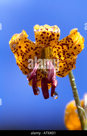 Tiger Lily aka Columbia Lily (Lilium columbianum) - giallo fiore selvatico / fiori selvaggi che fiorisce in primavera, British Columbia, Canada Foto Stock