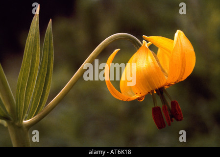 Tiger Lily aka Columbia Lily (Lilium columbianum) - giallo fiore selvatico / fiori selvaggi che fiorisce in primavera, British Columbia, Canada Foto Stock