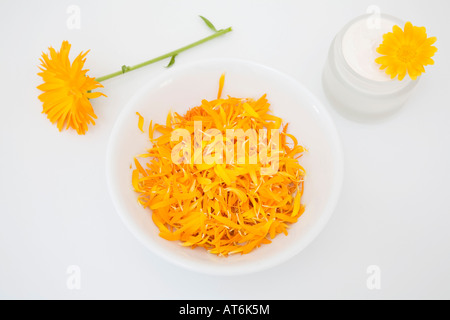 Le calendule e calendula crema, vista in elevazione Foto Stock