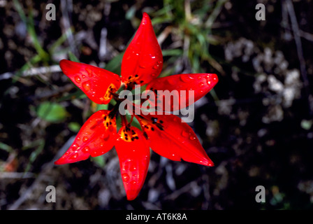 Giglio di legno (Lilium philadelphicum) in Bloom - rosso fiori selvatici / fiori selvatici che fiorisce in primavera, BC, British Columbia, Canada Foto Stock