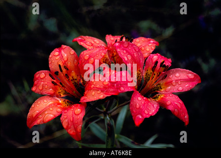 Giglio di legno (Lilium philadelphicum) in Bloom - rosso fiori selvatici / fiori selvatici che fiorisce in primavera, BC, British Columbia, Canada Foto Stock