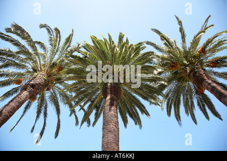Tre alberi di palma contro un cielo blu a la laguna Tenerife Canarie Spagna Foto Stock