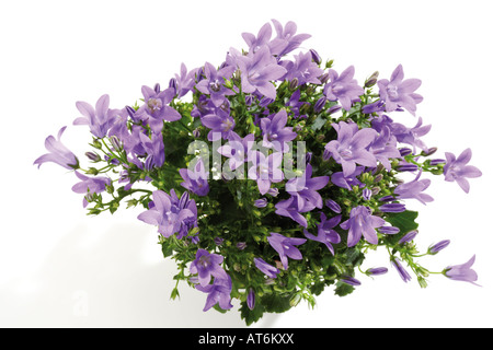 Blue Bell fiori, (Campanula rotundifolia) close-up Foto Stock
