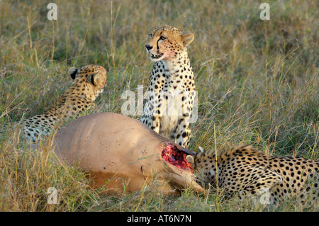 Ghepardi a topi uccidere al tramonto, il Masai Mara, Kenia Foto Stock