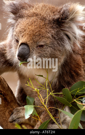 Il Koala alimentando ad un parco faunistico sul circuito di Phillip Island, Victoria Foto Stock