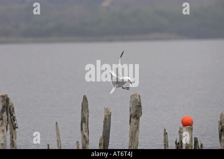 Audouin s gull Larus audouinii sbarco sulla fila di posti nell'Etang de Biguglia vicino a Bastia Corsica Francia Foto Stock