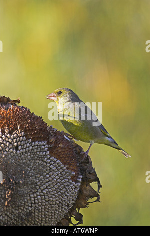 Unione verdone Carduelis chloris sui semi di girasole testa nel giardino Ringwood Hampshire Inghilterra Foto Stock