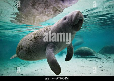 Nz0397-D. Florida Manatee, Trichechus manatus latirostris. Florida, Stati Uniti d'America. Foto Copyright Brandon Cole Foto Stock