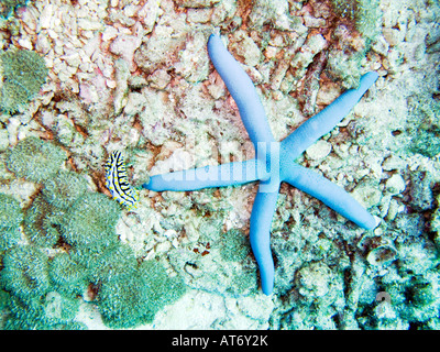 Blue seastar e varicose nudibranch phyllidia, Phyllidia varicosa febbraio 2008, isole Surin, sul mare delle Andamane, Thailandia Foto Stock