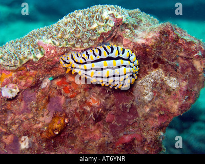 Phyllidia varicosa nudibranch, Phyllidia varicosa febbraio 2008, isole Surin, sul mare delle Andamane, Thailandia Foto Stock