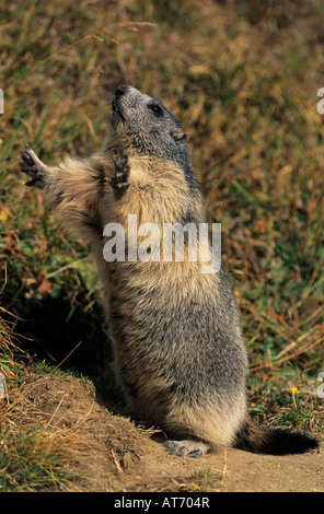 La marmotta alpina Marmota marmota adulto in piedi chiamando Saas Fee Svizzera Settembre 2003 Foto Stock