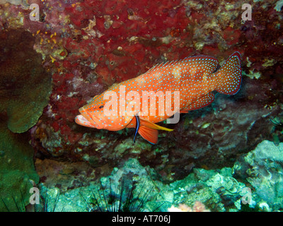 Coral hind, Cephalopholis miniata, con le branchie di essere pulita mediante wrasse Foto Stock