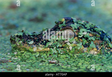 American Alligator Alligator mississipiensis giovane di lenticchie d'acqua mimetizzata saldatore Wildlife Refuge Sinton Texas USA Foto Stock