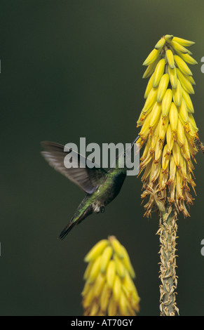 Antillean Mango Hummingbird Anthracothorax dominicus alimentazione maschio su Agave blossom Bosque Estatal de Guanica Puerto Rico USA Foto Stock